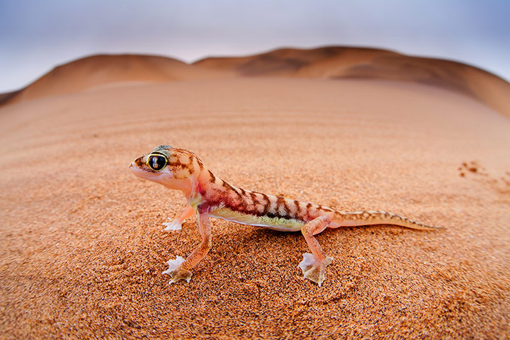 http://static.guim.co.uk/sys-images/Guardian/Pix/pictures/2013/3/8/1362752237646/Friendly-Faced-Gecko-In-N-018.jpg