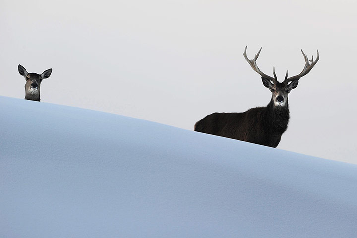 http://static.guim.co.uk/sys-images/Guardian/Pix/pictures/2013/3/8/1362752243620/Red-Deer-behind-snowy-Hil-020.jpg