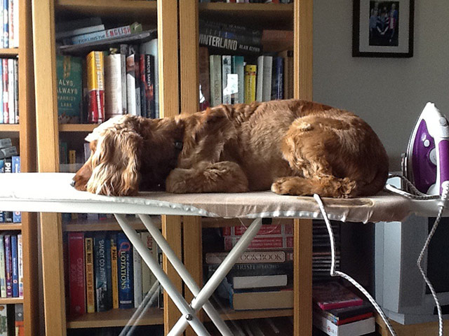 http://static.guim.co.uk/sys-images/Guardian/Pix/pictures/2013/4/18/1366295612515/Sleeping-dogs-Dog-on-iron-002.jpg