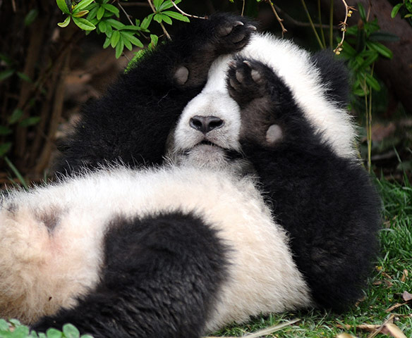 Pandas: A bashful baby panda 