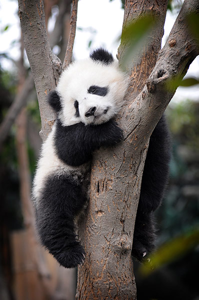 Pandas: A baby panda sleep in a tree