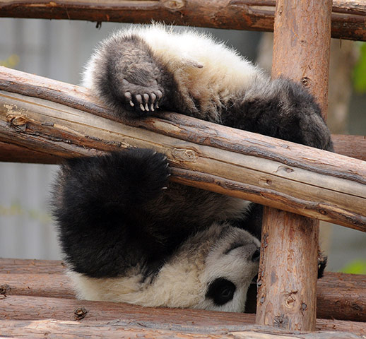 Pandas: A baby panda falls while playing