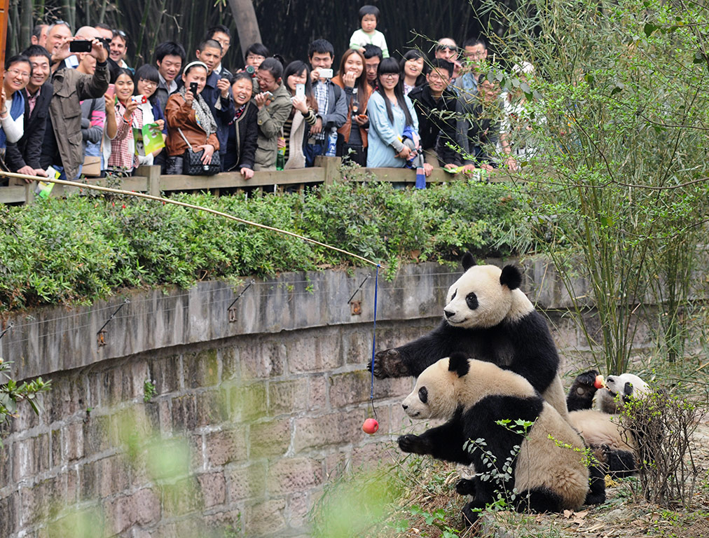 Visitors convey apples to the pandas