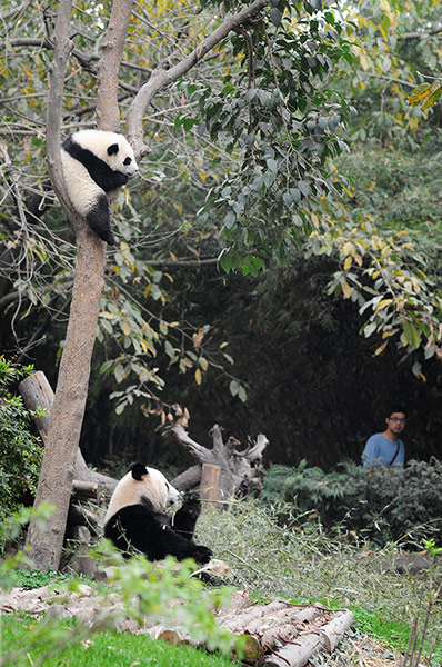 Pandas: Panda in tree