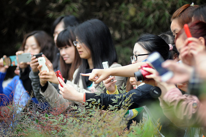 Pandas: Visitors capture the moment