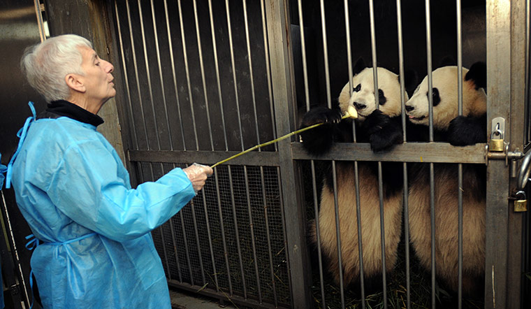 Pandas: A tourist feeds pandas