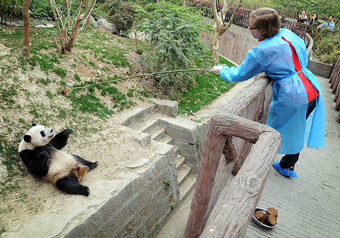 Pandas: Journalist Hazel Southam lowers a treat to an expectant panda