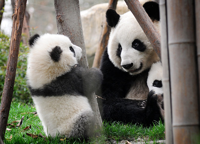 Pandas: Mother panda and her cubs