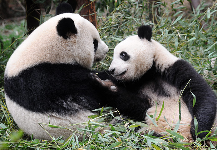 Pandas: Mother and adolescent panda play