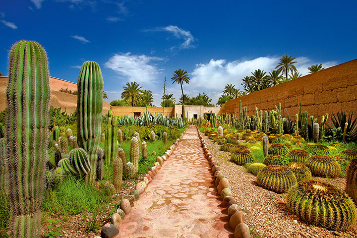 Marrakech gardens: Musee de la Palmeraie