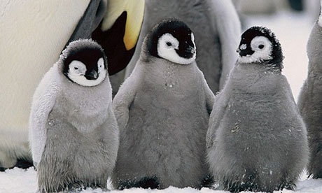 cuddly penguins