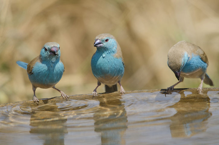 beenthereapril: waxbills, Kruger national park