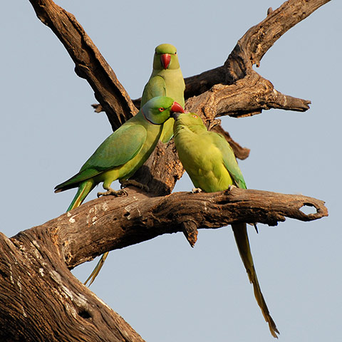 beenthereapril: Bharatpur Bird Sanctuary, Rajasthan, India