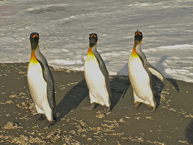 beenthereapril: Penguins, Gold Harbour, South Georgia