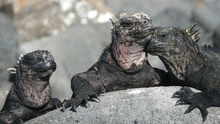 beenthereapril: marine iguanas, Galapagos islands