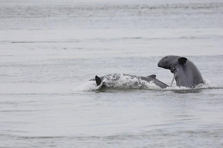 Greater Mekong: The Irrawaddy Dolphin in the Mekong River, Cambodia