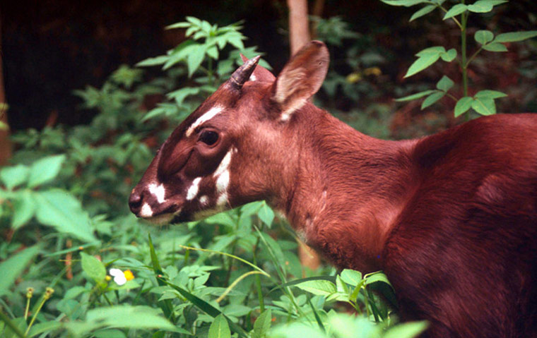Greater Mekong: Saola or Vu quang ox (Pseudoryx nghetinhensis); Hanoi, Vietnam