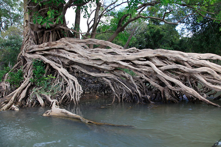 Greater Mekong: Mangrove Cambodia (Kampuchea)