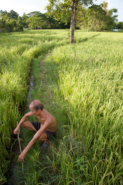 Greater Mekong: Man in Rice field, Vietnam, Mekong Delta