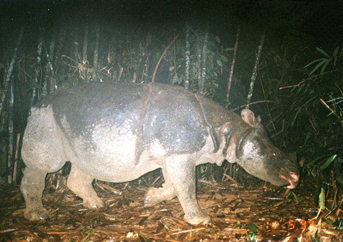 Greater Mekong: Javan Vietnamese rhino, Vietnam