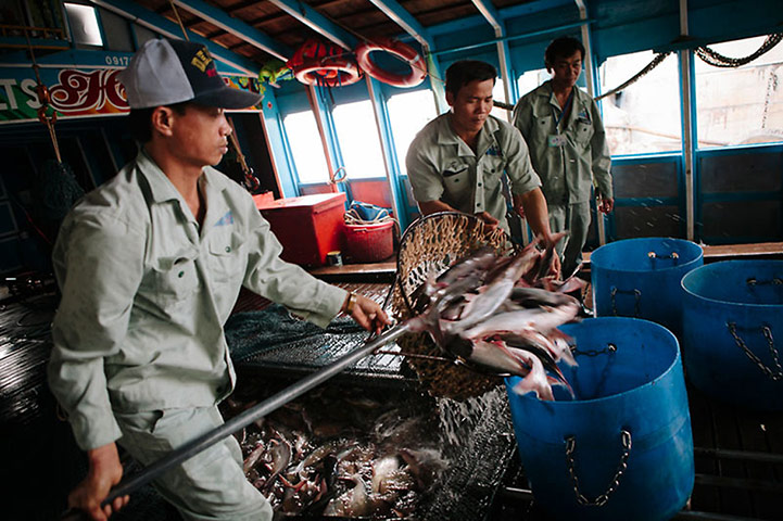 Greater Mekong: Pangasius fish farming, Mekong Delta, Vietnam