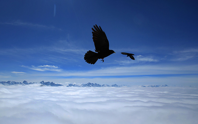 http://static.guim.co.uk/sys-images/Guardian/Pix/pictures/2013/4/7/1365332982173/Jackdaws-on-the-Nebelhorn-002.jpg