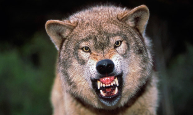 [Image: Snarling-not-grinning---a-011.jpg]