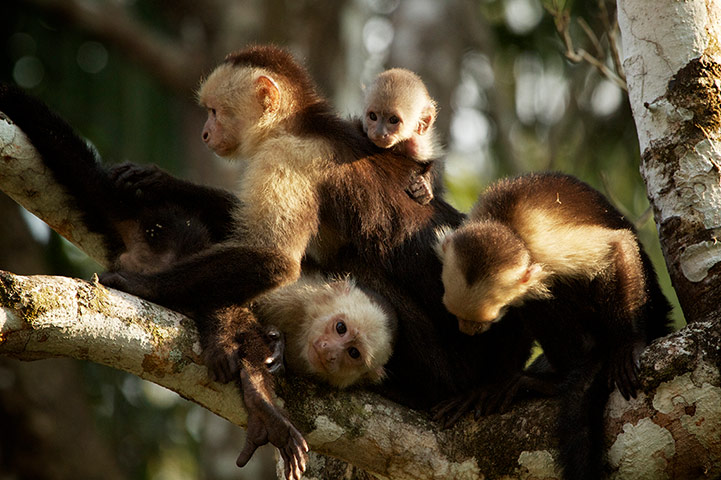 Discovery North America: capuchin monkeys