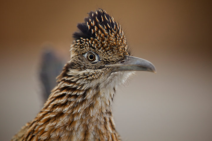 Discovery North America: roadrunner