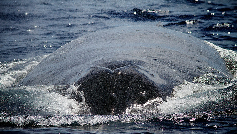 Discovery North America: humpback whale