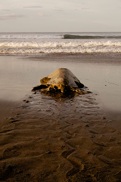 Discovery North America: sea turtle