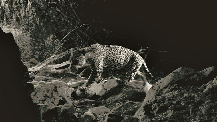 Discovery North America: jaguar mexico