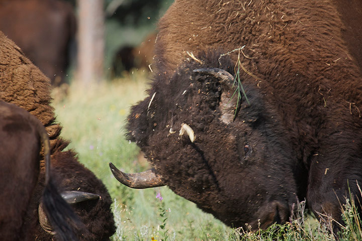 Discovery North America: bison