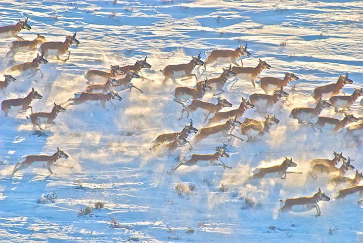 Discovery North America: pronghorns