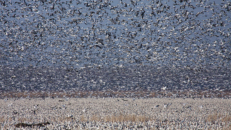 Discovery North America: snow geese