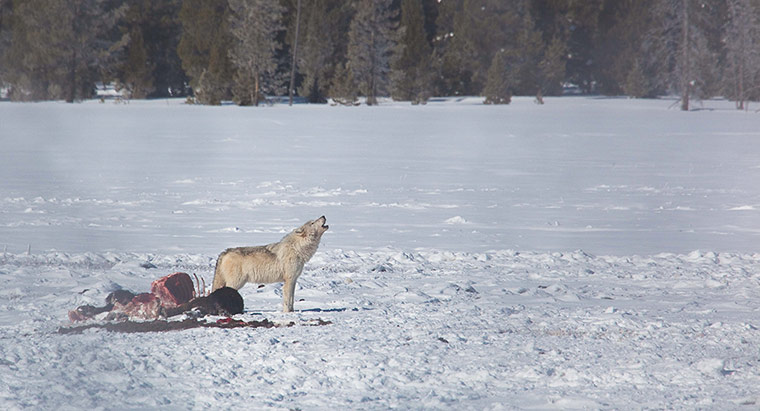 Discovery North America: wolf