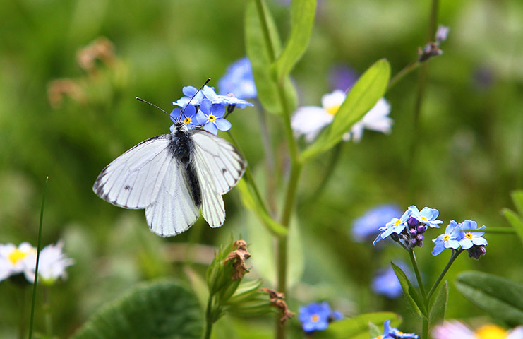 http://static.guim.co.uk/sys-images/Guardian/Pix/pictures/2013/5/17/1368790165465/A-butterfly-sits-on-a-flo-004.jpg