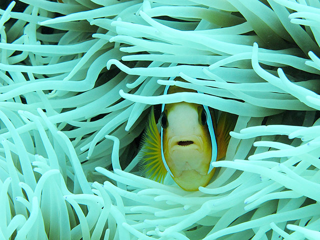 http://static.guim.co.uk/sys-images/Guardian/Pix/pictures/2013/5/17/1368790179949/Beautiful-Clown-Fish-In-I-009.jpg