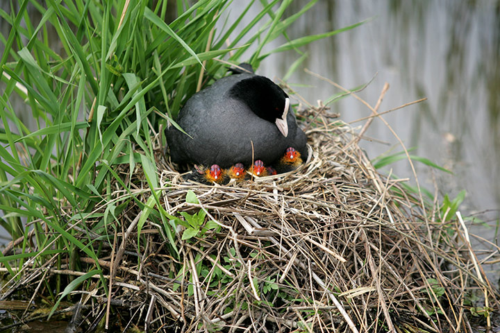 http://static.guim.co.uk/sys-images/Guardian/Pix/pictures/2013/5/17/1368790188622/Coot-Hatches-Chicks-At-Re-012.jpg