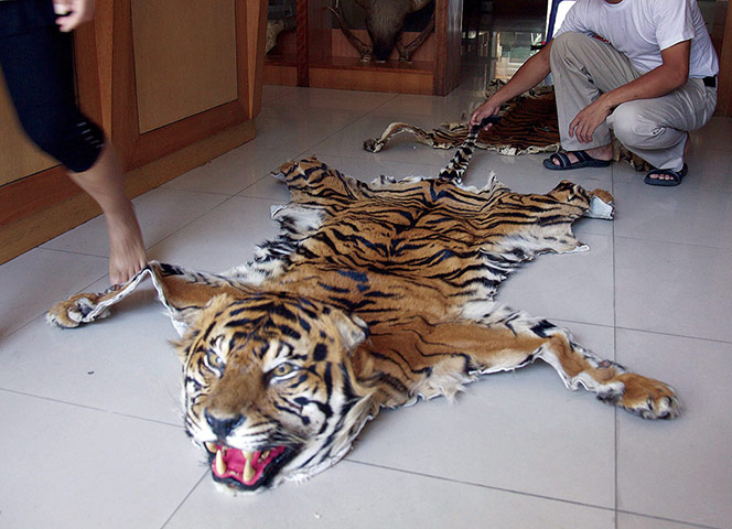 Greater Mekong: Tiger Trade in Myanmar and Thailand