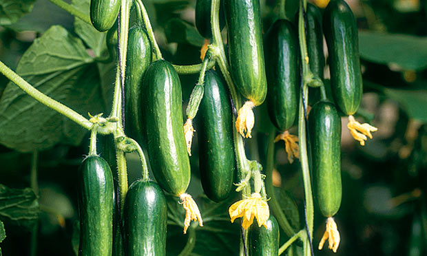 Plant Of The Week Cucumber Cucino Life And Style The Guardian 4493