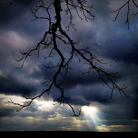 That Tree: A Year in the Life of That Tree by Mark Hirsch