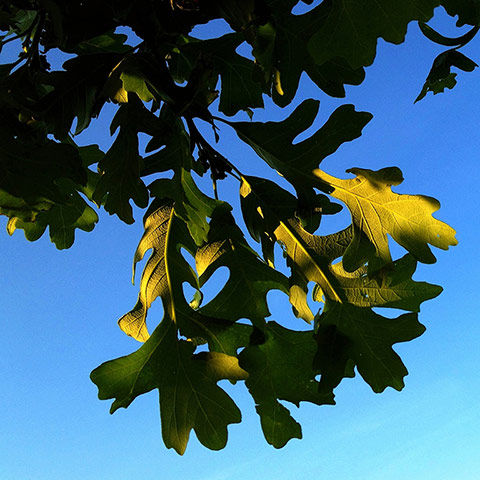 That Tree: A Year in the Life of That Tree by Mark Hirsch