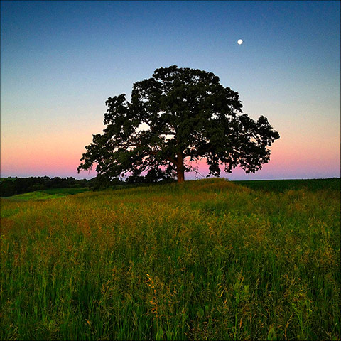 That Tree: A Year in the Life of That Tree by Mark Hirsch