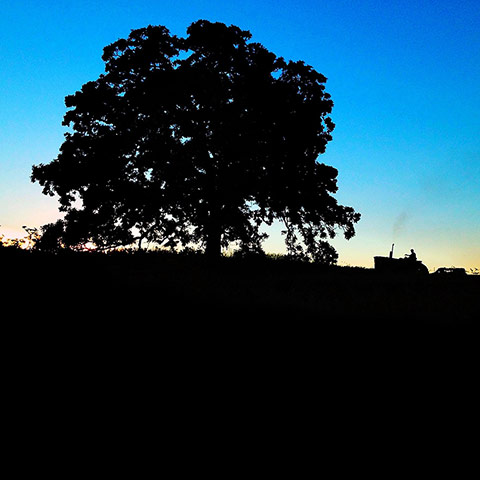 That Tree: A Year in the Life of That Tree by Mark Hirsch