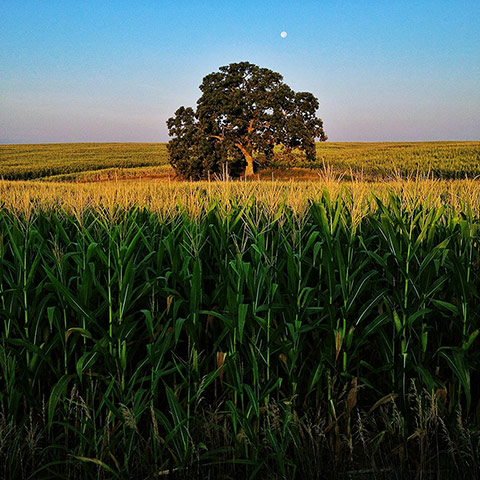 That Tree: A Year in the Life of That Tree by Mark Hirsch