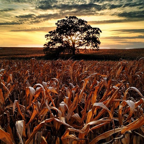 That Tree: A Year in the Life of That Tree by Mark Hirsch