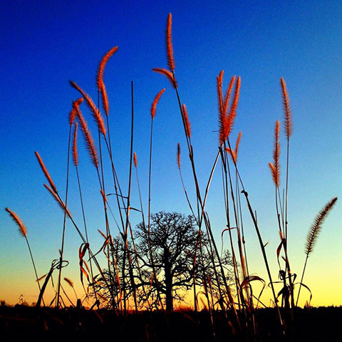 That Tree: A Year in the Life of That Tree by Mark Hirsch