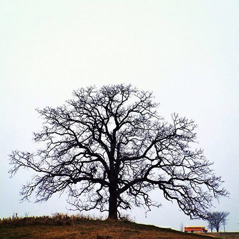 That Tree: A Year in the Life of That Tree by Mark Hirsch