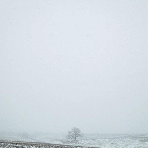 That Tree: A Year in the Life of That Tree by Mark Hirsch